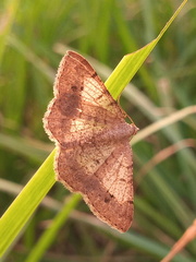Frederickia nigricomma