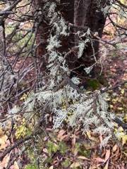Usnea subfloridana