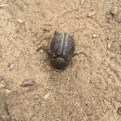 Phyllophaga lanceolata