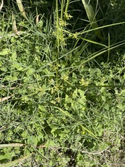 Cyperus ochraceus
