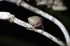 Eustala anastera