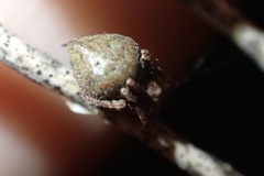 Eustala anastera
