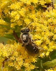 Colletes compactus