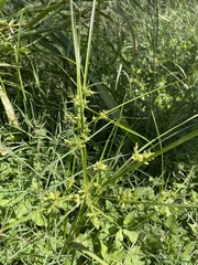 Cyperus ochraceus