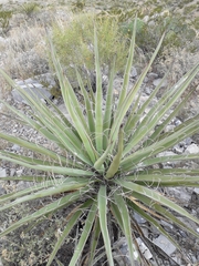 Yucca faxoniana