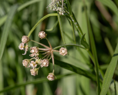 Asclepias linearis
