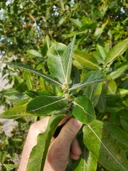 Salix cordata