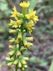 Solidago erecta