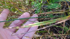 Equisetum variegatum