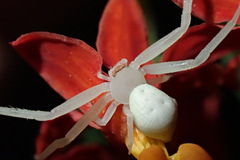 Thomisidae
