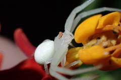 Thomisidae