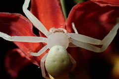 Thomisidae