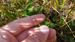 Eleocharis elliptica
