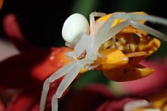 Thomisidae