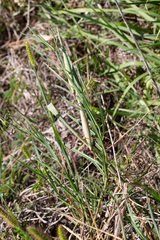Asclepias linearis