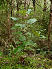 Brachyglottis repanda