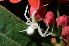 Thomisidae