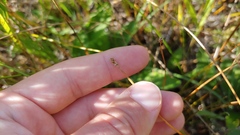 Eleocharis elliptica
