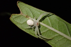 Thomisidae