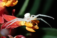 Thomisidae