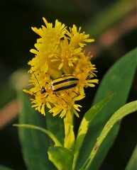 Solidago riddellii