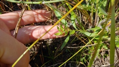Polygala polygama obtusata