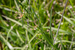 Asclepias linearis