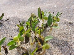 Euphorbia polygonifolia