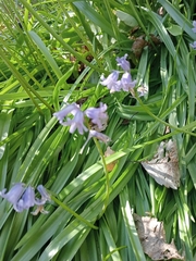 Hyacinthoides