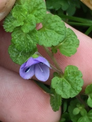 Veronica filiformis