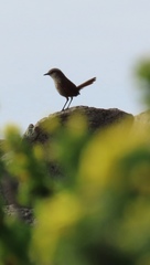 Scelorchilus albicollis