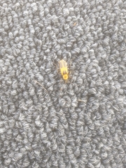 Chauliognathus omissus