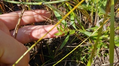 Polygala polygama obtusata