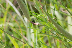 Asclepias linearis