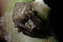 Eustala anastera