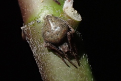 Eustala anastera