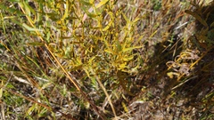 Coleosporium delicatulum