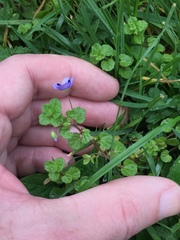 Veronica filiformis