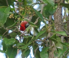 Myzomela sanguinolenta