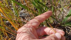 Scleria verticillata