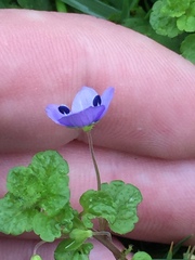 Veronica filiformis
