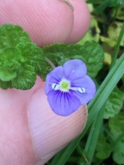 Veronica filiformis