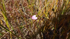 Agalinis skinneriana