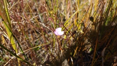 Agalinis skinneriana
