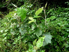 Brachyglottis repanda