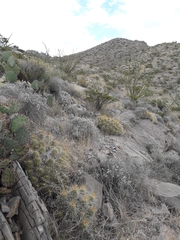 Echinocereus stramineus