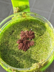 Azolla microphylla