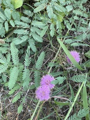 Mimosa quadrivalvis