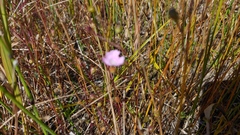 Agalinis skinneriana