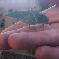 Microcentrum californicum